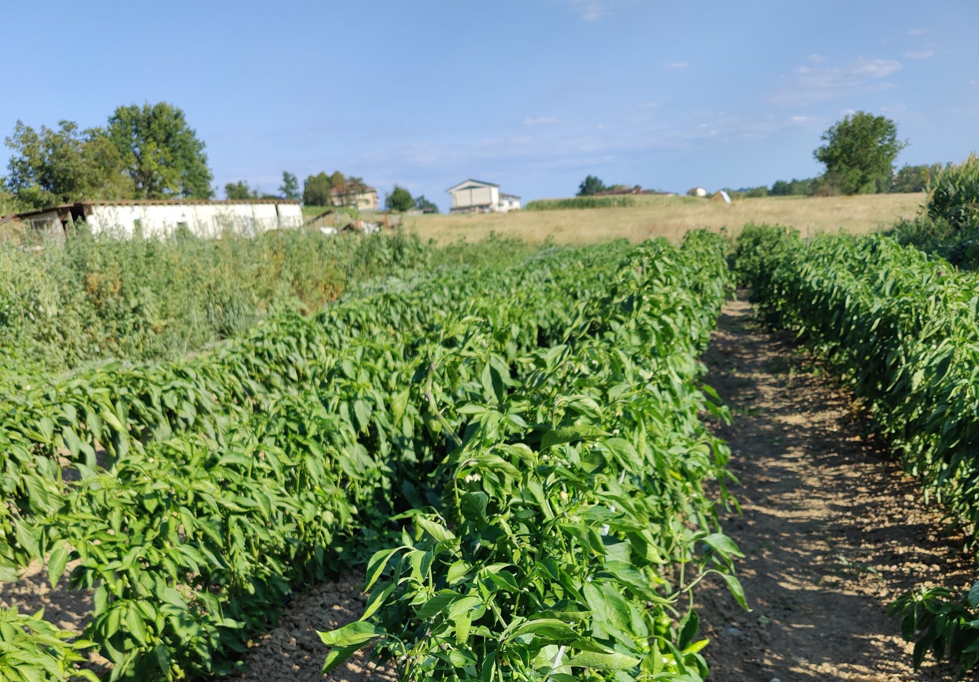 Azienda Agricola Cascina Campora Di Novara Paolo — foto 5